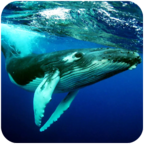 The Humpback Whales(座头鲸手游) 1.0.2安卓版